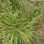 Carex laevigata Hábito