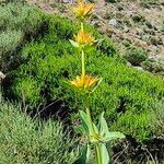 Gentiana luteaFlower