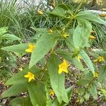 Lysimachia quadrifolia 花