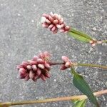 Persicaria maculosaBlomst