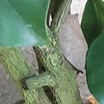 Acokanthera oblongifolia Φλοιός