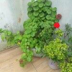 Pelargonium × hybridumЛист