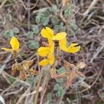 Rhynchosia minima Floare