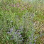 Echium vulgareKvět