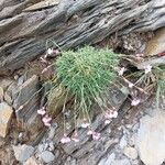 Dianthus subacaulis Habitus