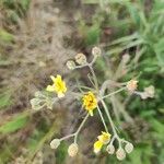 Crepis capillaris Blüte