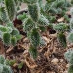 Delosperma echinatum Leaf