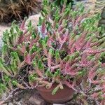 Sedum jurgensenii