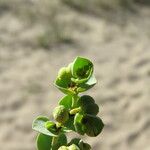 Euphorbia paralias Flor
