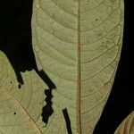 Psychotria alfaroana Lehti