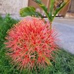 Scadoxus multiflorusFlor