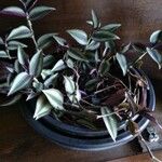 Tradescantia zebrinaFrunză