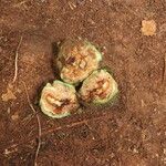 Parinari excelsa Fruto