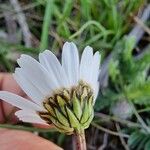 Leucanthemum graminifolium Flor