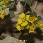 Alyssum cuneifolium Kvet