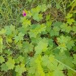 Geranium mascatense Habit