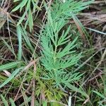 Kadenia dubia Leaf
