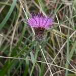 Centaurea decipiens Blodyn