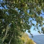 Alnus incana Habit