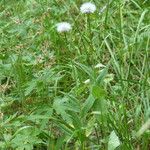 Crepis pyrenaica Habit