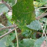 Populus alba Bark