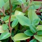 Peperomia glabella ഇല