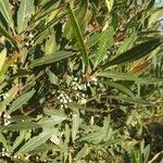 Osmanthus austrocaledonicus অভ্যাস