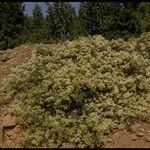 Ceanothus cordulatus Habitat