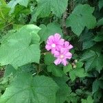 Rubus odoratus Fleur