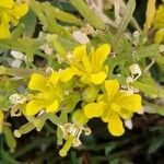 Sisymbrella aspera Flower