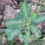 Phyllanthus niruri 葉