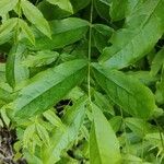 Pterocarya fraxinifolia Deilen