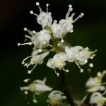 Maianthemum bifolium Blüte