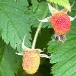 Rubus fraxinifolius Fruto