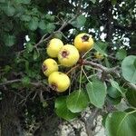 Pyrus cordata Плод