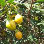 Solanum aviculare ফল