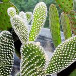 Opuntia microdasys برگ