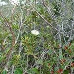 Melaleuca gnidioides Hábito