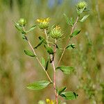 Grindelia lanceolata Συνήθη χαρακτηριστικά