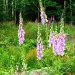 Digitalis thapsi Kwiat
