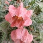 Caiophora chuquitensis Квітка