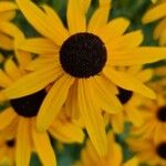 Rudbeckia fulgidaŽiedas