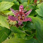 Tricyrtis hirtaBlomma