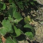 Cineraria geifolia Leaf