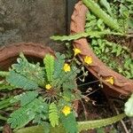 Biophytum sensitivum പുഷ്പം