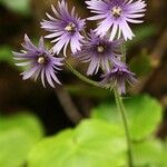 Soldanella villosa Flower