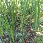 Equisetum fluviatile পাতা