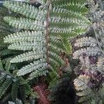 Polystichum polyblepharum Hoja