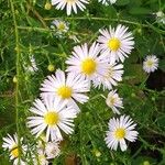 Symphyotrichum ericoidesफूल