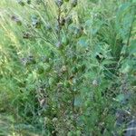 Scrophularia nodosa Fruit